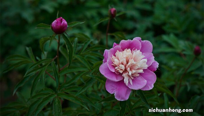 芍药花种子怎么种发芽快 芍药花种子怎么种