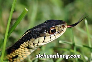 孕妇梦见蛇被别人打死什么意思