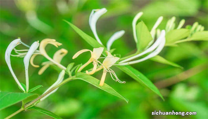 金银花种植方法及时间 金银花种植方法