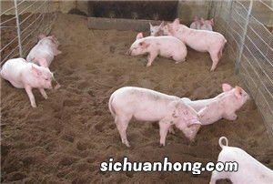 梦见猪圈是什么意思