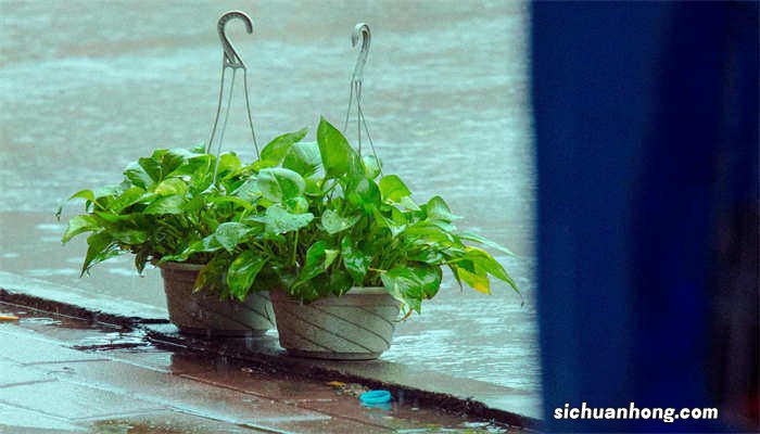 绿萝喜欢阳光吗直射吗 绿萝喜欢阳光吗