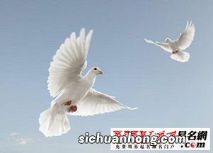 梦见鸽子死了是什么意思