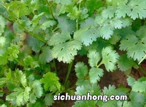 梦见香菜是什么意思