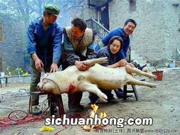 梦到杀猪什么意思