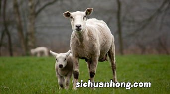 牛与羊属相能结婚吗