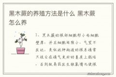 黑木蕨的养殖方法是什么 黑木蕨怎么养