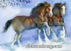 生肖属马的人性格