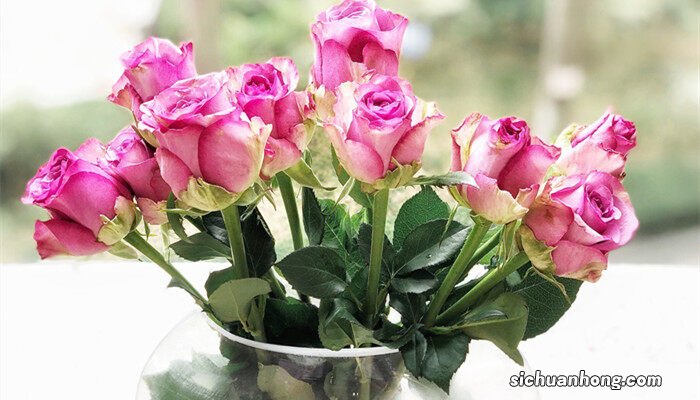 紫色玫瑰代表什么意思 紫色玫瑰代表什么