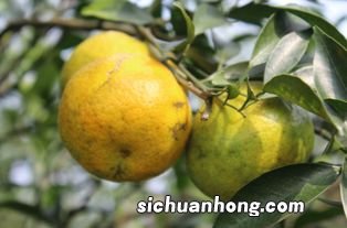 柑柑好怎么泡