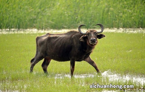 属牛的男人性格和爱情