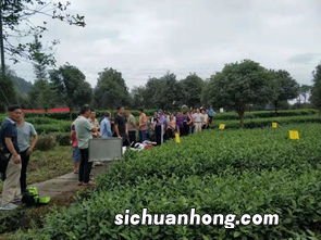 踩茶叶怎么采摘快