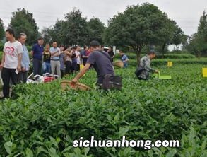 踩茶叶怎么采摘快