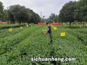 踩茶叶怎么采摘快