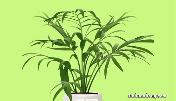 散尾葵的养殖方法和注意事项 盆栽