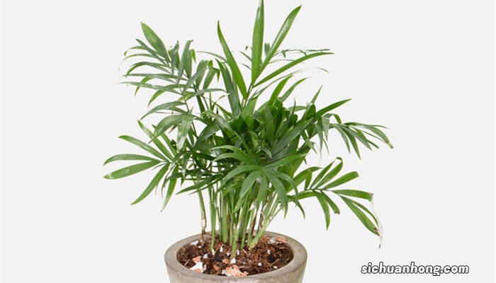 散尾葵的养殖方法和注意事项 盆栽