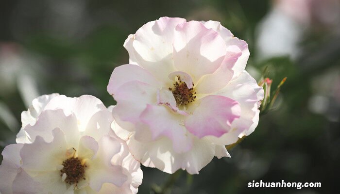 月季花是什么颜色的图片欣赏 月季花是什么颜色的