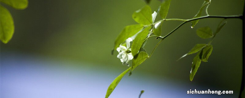 白蔷薇花语及代表意义和象征 白蔷薇花语及代表意义