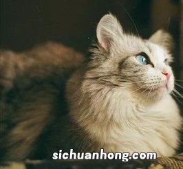 做梦梦到猫死了什么意思