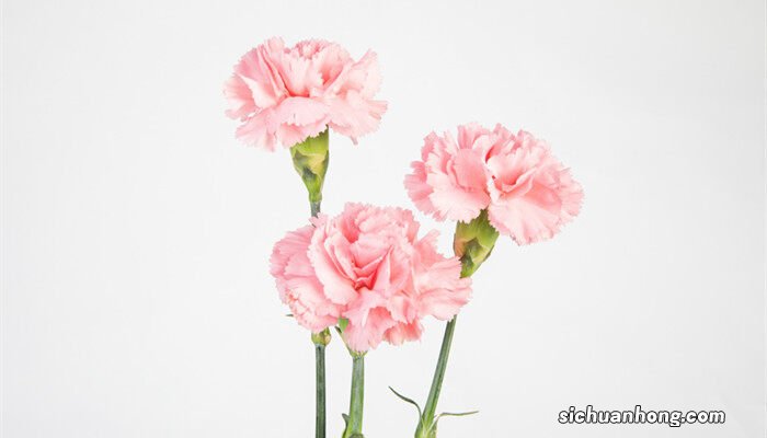 康乃馨花期多长时间 康乃馨花期