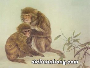 属羊和属猴的合不合