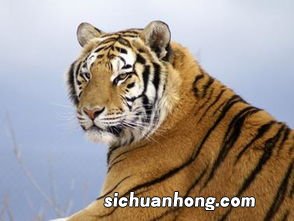 10年属虎什么命