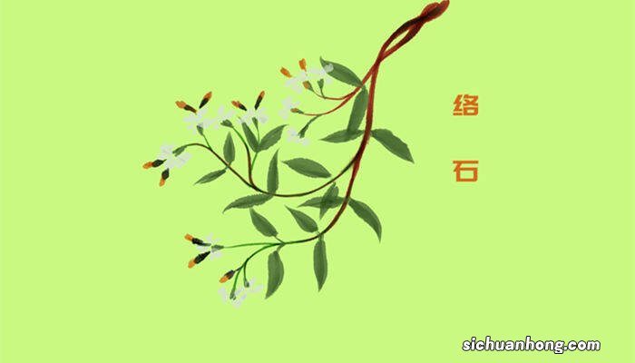 络石是草本还是木本植物 络石是草本还是木本