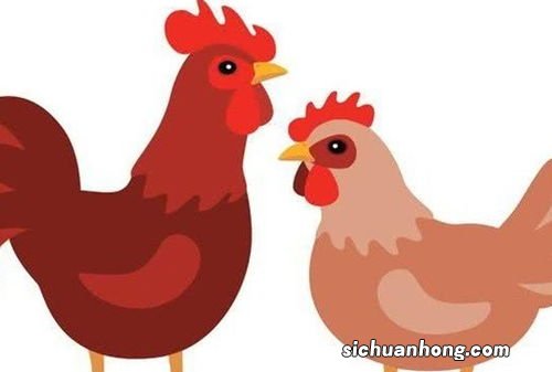 91属羊和93属鸡的配吗