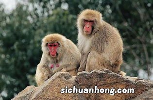 1968年属猴人的运程