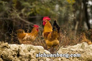 93鸡女和93鸡男配吗