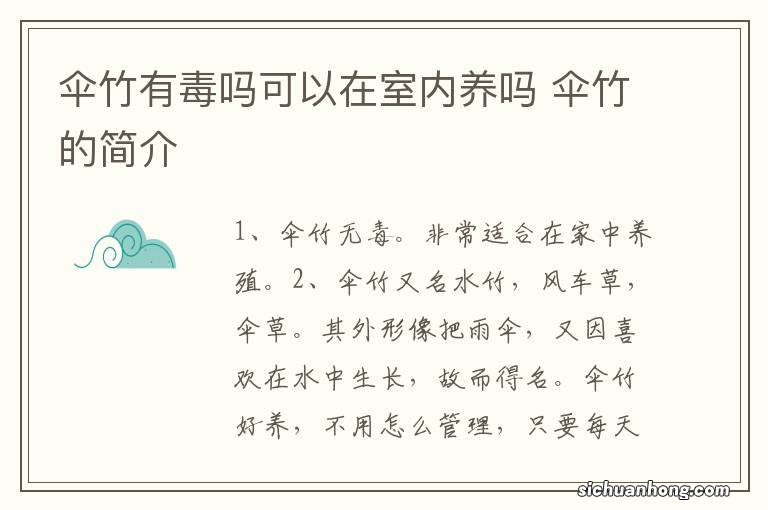 伞竹有毒吗可以在室内养吗 伞竹的简介