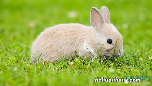 兔和鸡相配婚姻如何