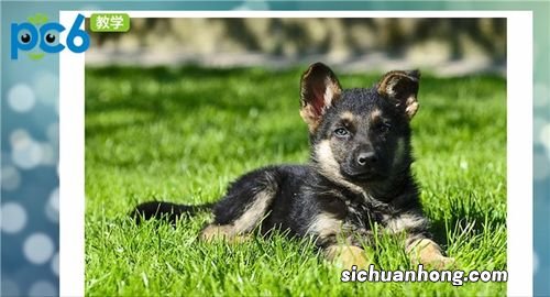 虎狗属相合不合