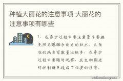 种植大丽花的注意事项 大丽花的注意事项有哪些