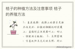 桔子的种植方法及注意事项 桔子的养殖方法