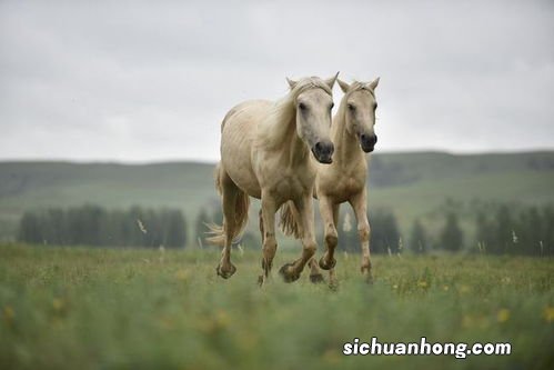 马鸡相配吗