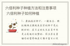 六倍利种子种植方法和注意事项 六倍利种子如何种植