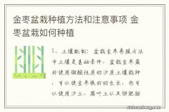 金枣盆栽种植方法和注意事项 金枣盆栽如何种植