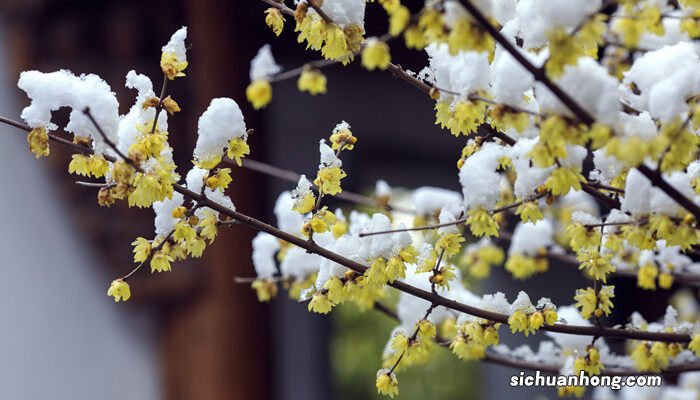 梅花花语象征与寓意 梅花花语