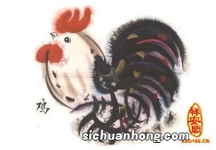 81年属鸡什么命