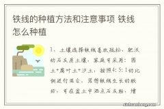 铁线的种植方法和注意事项 铁线怎么种植