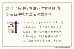 龙沙宝石种植方法及注意事项 龙沙宝石种植方法及注意事项