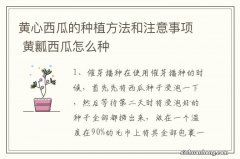 黄心西瓜的种植方法和注意事项 黄瓤西瓜怎么种