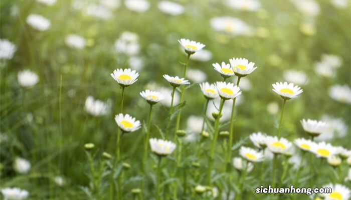 菊花什么季节开花 菊花什么季节开