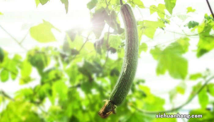 丝瓜的种植方法和时间 丝瓜的种植方法