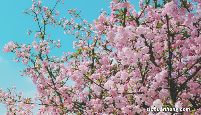 桃花寓意及花语 桃花寓意