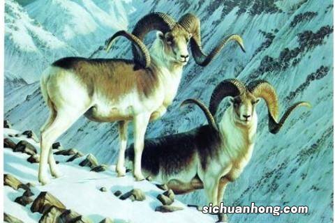 2003年属羊是什么命