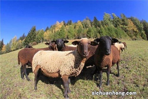 2003年属羊是什么命