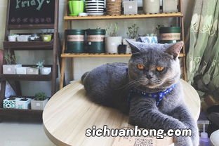 猫到底是招财还是来灾