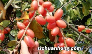 佛灯果与羊奶果有什么区别 佛灯果与羊奶果有哪些区别