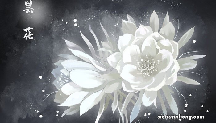 昙花的养殖方法和注意事项冬季 昙花的养殖方法和注意事项